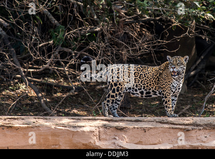Jaguar (Panthera Onca) The Three Brothers Fluss im Pantanal Porto Jofre Mato Grosso Brasil Südamerika Stockfoto