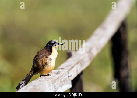 Schwarz-capped spöttischen überrannt Donacobius Atricapillus sitzt auf einem Zaun Araras Eco Lodge Pantanal Mato Grosso Brasilien Südamerika Stockfoto