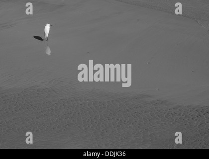 Storch Vogel an einem Strand mit Sand und Wasser schwarz und weiß Stockfoto