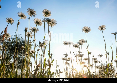 eine Weide von wilden Ochsen-Auge Margeriten (Leucanthemum Vulgare, die Ochsen-Auge Daisy oder Oxeye Daisy) wächst in einem Feld bei Einbruch der Dämmerung am Abend Stockfoto