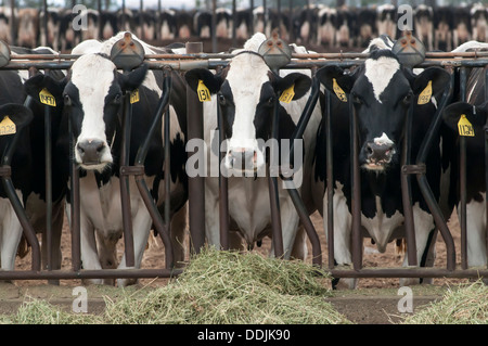 Kühe auf einer Milchfarm bereit für das Frühstück Stockfoto