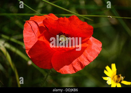 Wilde rote Mohn, Papaver Rhoeas, eine brillante Darstellung von seiner flammenden Blütenblätter Stockfoto