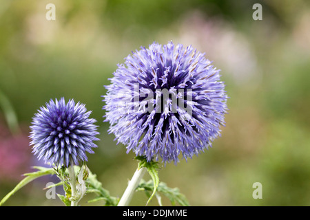 Echinops Bannaticus 'Taplow Blue'. Globe Distel Blume. Stockfoto