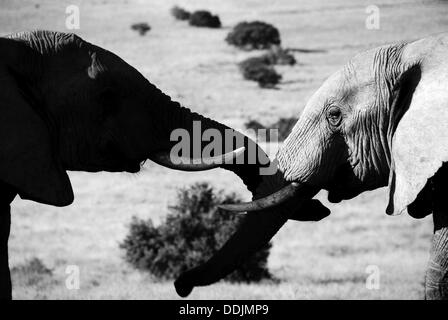 Zwei Elefanten scheinen zu zeigen, Zuneigung zueinander im Addo Elephant Park in Addo, Südafrika Stockfoto