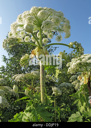 Riesige hog Unkraut, Kuh Petersilie, Cheshire, England Stockfoto