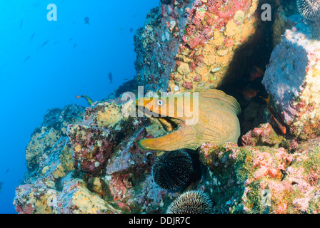 Panamic grüne Muräne, Gymnothorax Castaneus, Revillagigedos Archipel, Pazifik Stockfoto