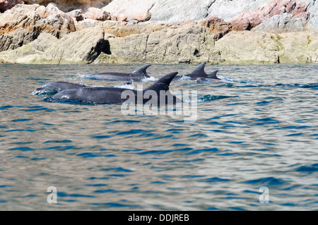 Tümmler, Tursiops Truncatus, Sea of Cortez, Zwerchfell-Inseln, Mexiko, Pazifik Stockfoto