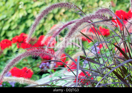 Purple Fountain Grass mit roten Geranien Blumen blühen im Hintergrund Stockfoto