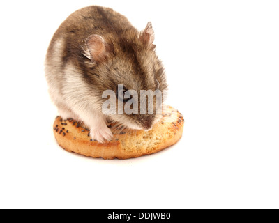 Hamster und Cookies auf weißem Hintergrund Stockfoto