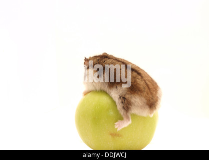 Hamster und ein Apfel auf einem weißen Hintergrund Stockfoto