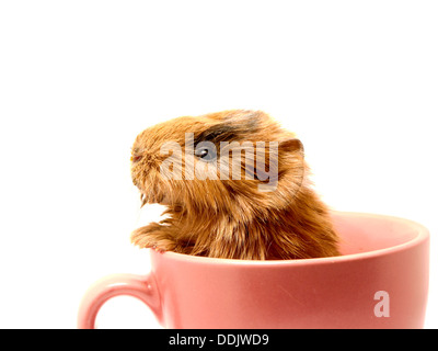 Baby Meerschweinchen in die Teetasse Stockfoto