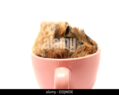 Baby Meerschweinchen in die Teetasse Stockfoto