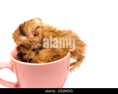 Baby Meerschweinchen in die Teetasse Stockfoto