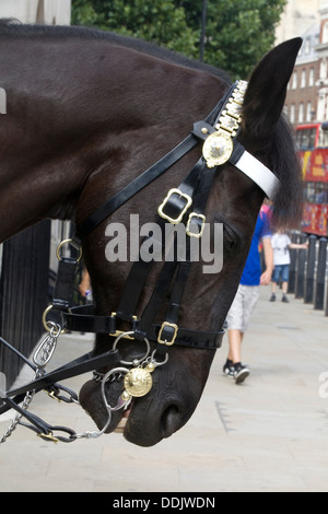 Pferde Horse Guards Whitehall nördlich der Downing Street Stockfoto