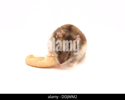 Hamster und Cookies auf weißem Hintergrund Stockfoto