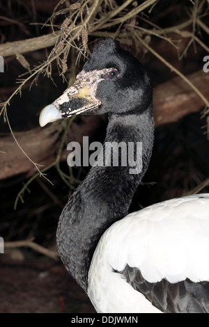 Männliche Pied/Elster/Semi-palmated Gans - Anseranas Semipalmata-Familie Anatidae Stockfoto