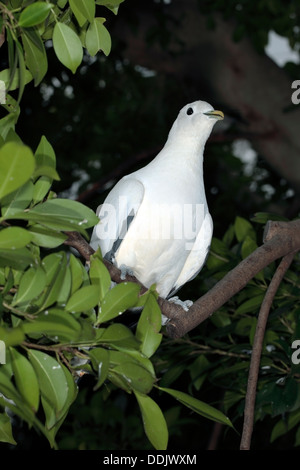 Imperial Taube Torresian / Torres Strait Taube / Muskatnuss Taube - Ducula Spilorrhoa - Familie ONCFS Stockfoto