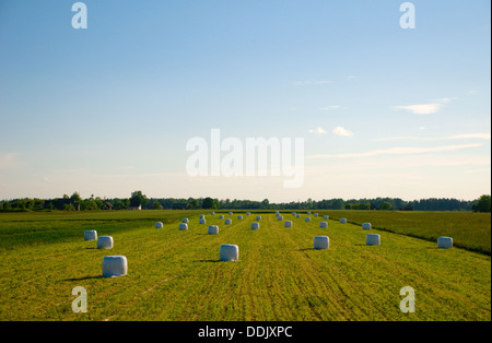 Strohballen auf einem Feld mit blauem Himmel und weißen Wolken drüber Stockfoto