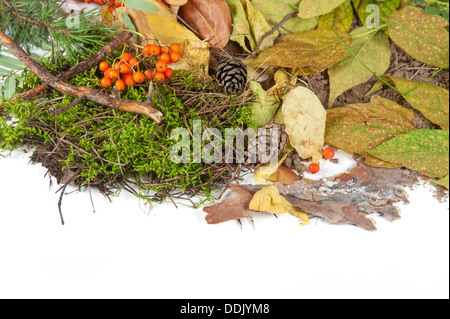 Blätter im Herbst Stockfoto