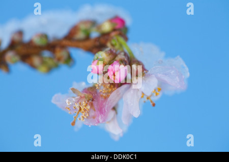 Blumen von X Prunus Subhirtella Autumnalis 'Rosea'. Winter blühenden Kirschbäume Baum mit Schnee. Stockfoto