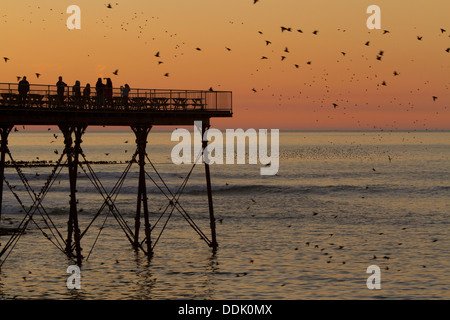 Gemeinsamen Starling (Sturnus Vulgaris) strömen im Flug und Schlafplatz auf der Mole bei Sonnenuntergang. Aberystwyth, Ceredigion, Wales. Februar. Stockfoto