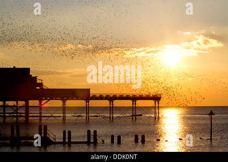 Star (Sturnus Vulgaris) gemeinsamen Schlafplatz strömen im Flug über Pier bei Sonnenuntergang. Aberystwyth, Ceredigion, Wales. Februar. Stockfoto