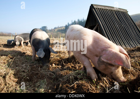 Welsh weisses Kreuz Saddleback entwöhnte Ferkel wühlen für Lebensmittel in einem Feld. Powys, Wales. März. Stockfoto