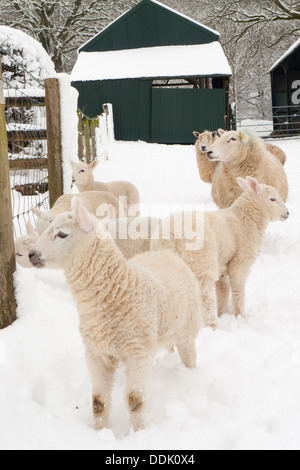 Kreuz-gezüchteten Schafe und Lämmer im Schnee. Powys, Wales. März. Stockfoto