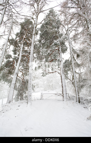 Gemischte Koniferen und Eichenwälder nach einem Schneesturm. Powys, Wales. März. Stockfoto