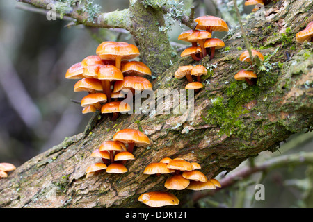 Samt Schaft Pilze (Flammulina Velutipes) Fruchtkörper auf einem Stiel des gemeinsamen Stechginster (Ulex Europaeus). East Sussex, England. April. Stockfoto