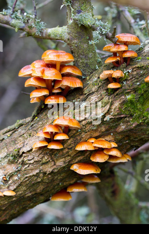 Samt Schaft Pilze (Flammulina Velutipes) Fruchtkörper auf einem Stiel des gemeinsamen Stechginster (Ulex Europaeus). East Sussex, England. April. Stockfoto