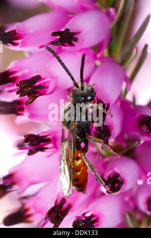 Männliche einsame Kuckuck Biene Fabricius Nomad Bee (Nomada Fabriciana) Fütterung auf einer Erica Blume in einem Garten. Powys, Wales. April. Stockfoto