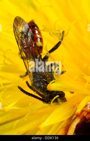 Männliche einsame Kuckuck Biene Fabricius Nomad Bee (Nomada Fabriciana) Fütterung auf einem Löwenzahn. Powys, Wales. April. Stockfoto