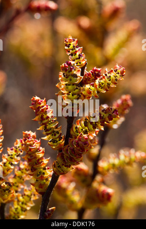 Moor-Myrte oder Sweet Gale (Myrica Gale) blüht im Frühlingssonnenschein. Ceredigion, Wales. April. Stockfoto