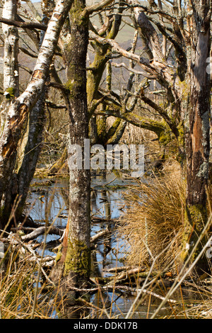Lebensraum. Tote Bäume im Feuchtgebiet am Rande eines Hochmoores. RSPB Ynys Hir reservieren. Ceredigion, Wales. April. Stockfoto