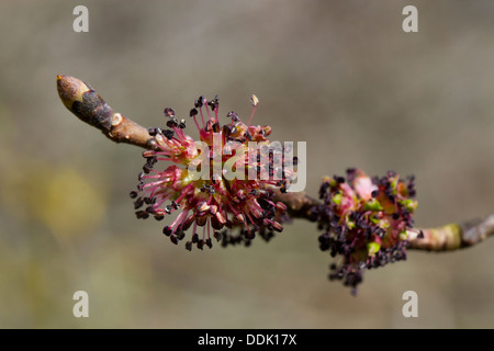 Wych Ulme (Ulmus Glabra) Nahaufnahme der weiblichen Blüten auf einem schießen. Powys, Wales. April. Stockfoto