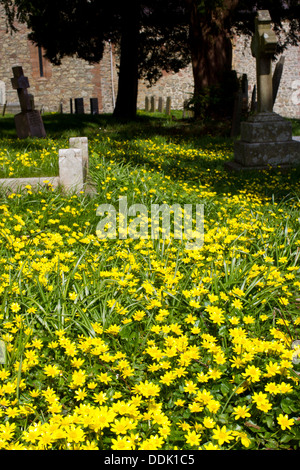 Kleinen Celandines (Ranunculus Ficaria) Blüte auf einem Friedhof. Montgomery, Powys, Wales. April. Stockfoto