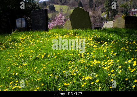 Kleinen Celandines (Ranunculus Ficaria) Blüte auf einem Friedhof. Montgomery, Powys, Wales. April. Stockfoto