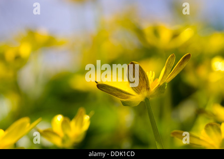 Blüten in kleinen Schöllkraut (Ranunculus Ficaria). Powys, Wales. April. Stockfoto