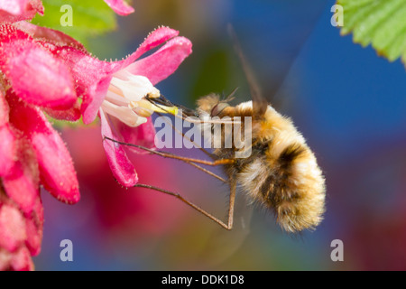 Biene-Fly (Bombylius großen) Fütterung auf eine Blume rot blühende Johannisbeere (Ribes Sanguineum) in einem Garten. Powys, Wales. April. Stockfoto