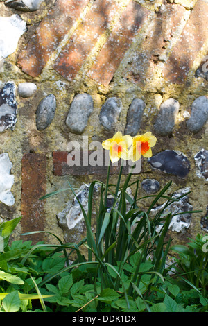 Narzissen (Narcissus sp) Blüte vor einem Feuerstein und Backstein Gartenmauer. East Sussex, England. Mai. Stockfoto