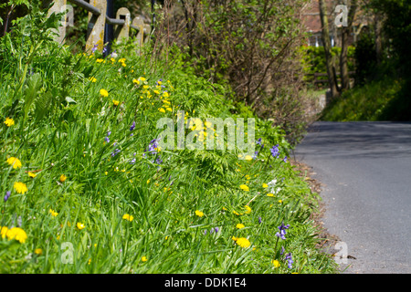 Wildblumen auf einer Vorstadt am Straßenrand. Einschließlich der Löwenzahn (Taraxacum SP.) und Glockenblumen (Hyacinthoides non-Scripta). Stockfoto