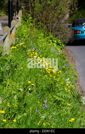 Wildblumen auf einer Vorstadt am Straßenrand. Einschließlich der Löwenzahn (Taraxacum SP.) und Glockenblumen (Hyacinthoides non-Scripta). Stockfoto