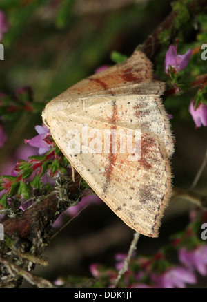 Maidens Blush (Cyclophora Punctaria), vielfältige Geometer Motte Stockfoto