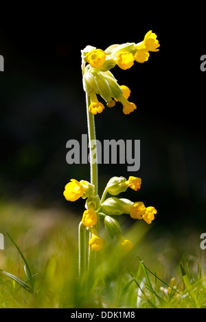 Schlüsselblume (Primula Veris) am Downland blühend. In der Nähe von Touristenort, East Sussex. Mai. Stockfoto