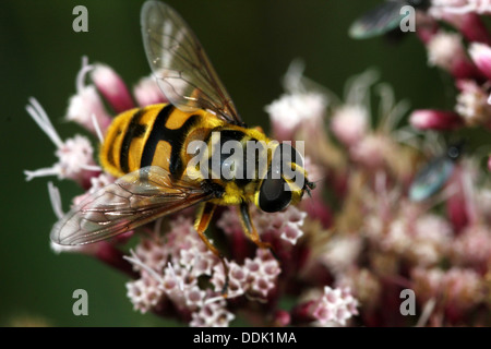 Nahaufnahme von der Myathropa Florea Hoverfly Nahrungssuche auf einer Blume Stockfoto