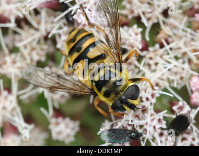 Nahaufnahme von der Myathropa Florea Hoverfly Nahrungssuche auf einer Blume Stockfoto