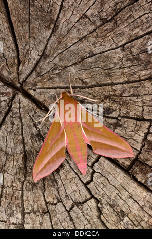 Elefant Hawkmoth (Deilephila Elpenor) Erwachsenen im Ruhezustand auf Baumstamm, Oxfordshire, England, Juni Stockfoto