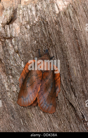 Ohrengeier Moth (Gastropacha Quercifolia) Erwachsenen ruht auf Baumstamm, Oxfordshire, England, Juli Stockfoto