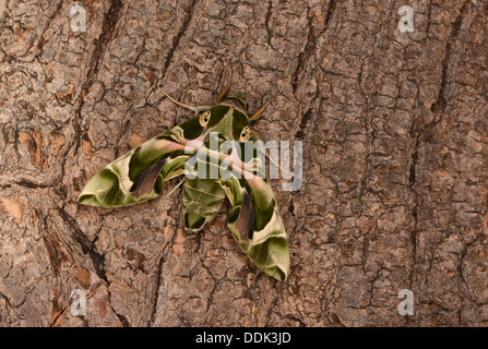 Oleander Hawkmoth (Daphnis Nerii) Erwachsenen ruht auf Baumstamm, Gefangenschaft gezüchtet Stockfoto